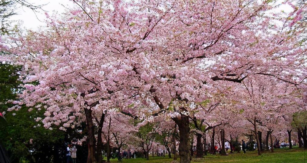 又有一個觀賞櫻花的好地方-廉江櫻花公園_音樂_種植_噴泉