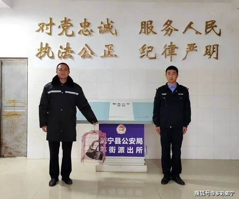 贵州威宁:警民合力救助国家二级保护动物白腹锦鸡 