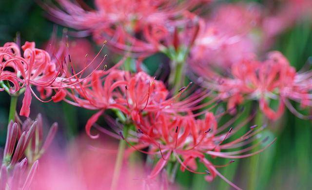 代表爱情的花（芍药花图片简笔画手绘） 第7张