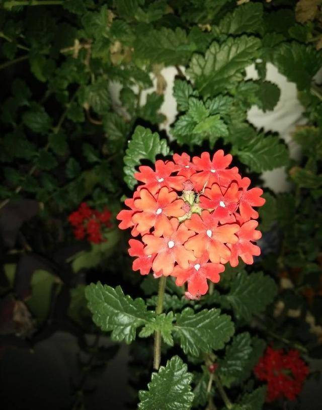 天女散花美女樱,灿若日边晚霞红_容儿_红色_花朵