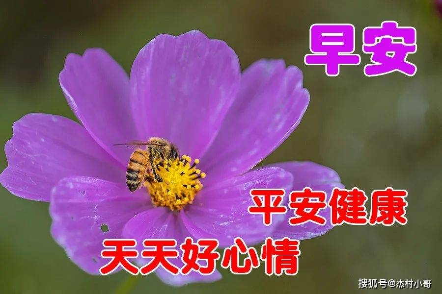 正月廿二最漂亮早上好动态表情图片大全,早晨好动图美图大全_朋友