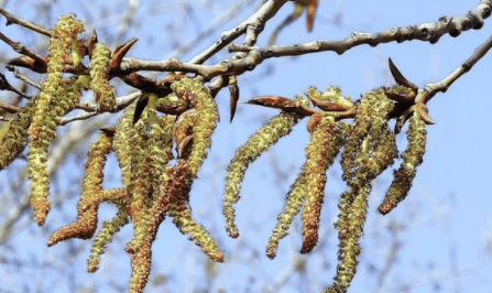 农村1种树上花