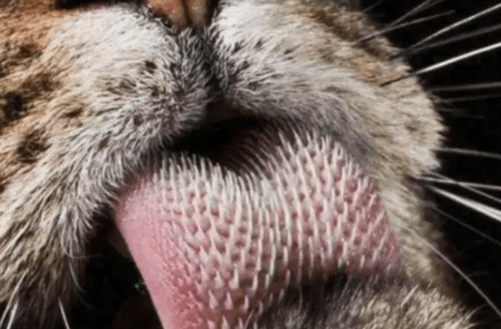 老虎_米隆_交流