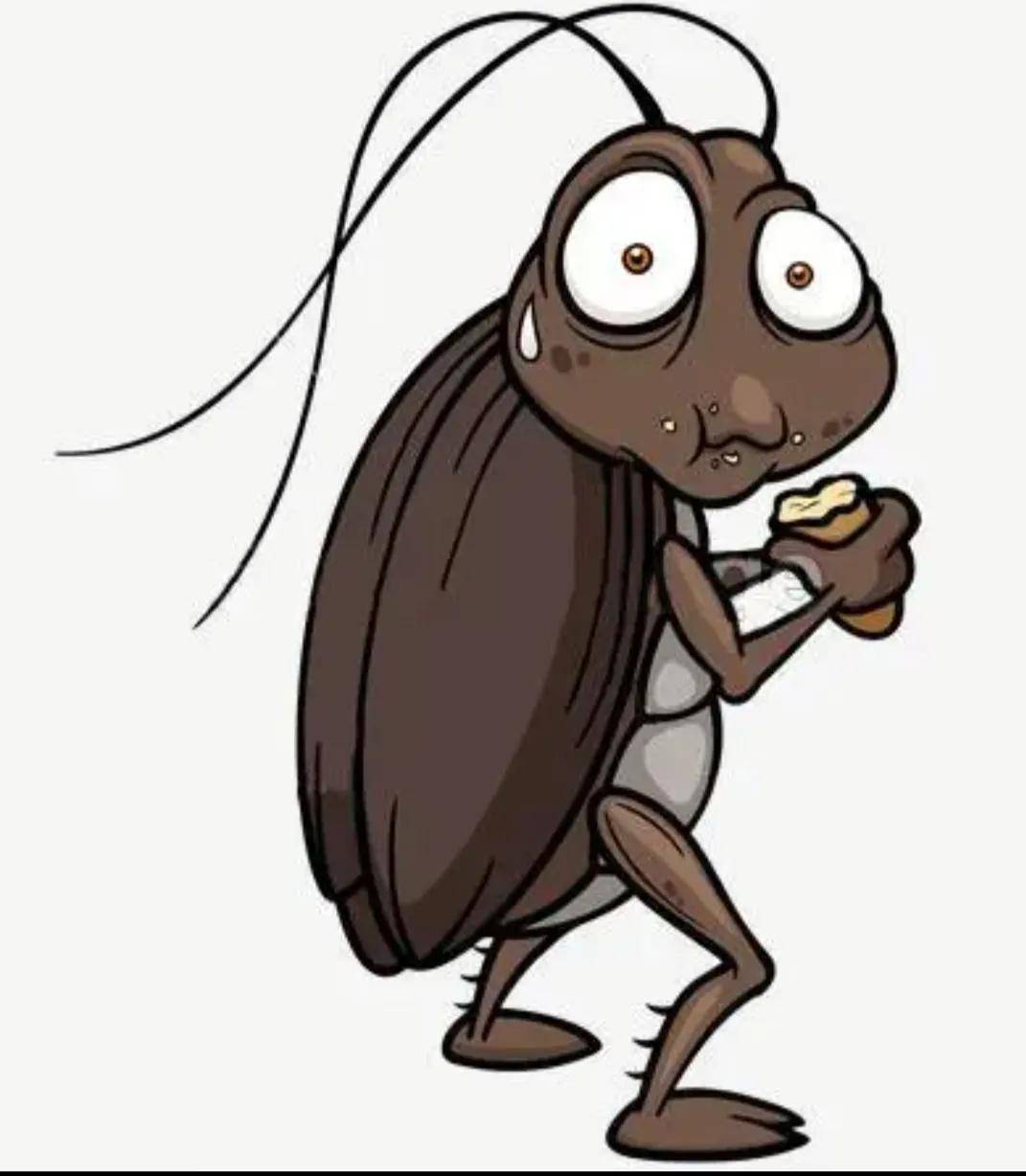 蟑螂–这种被称为"小强"的生物,到底有多可怕?_昆虫_什么_食物