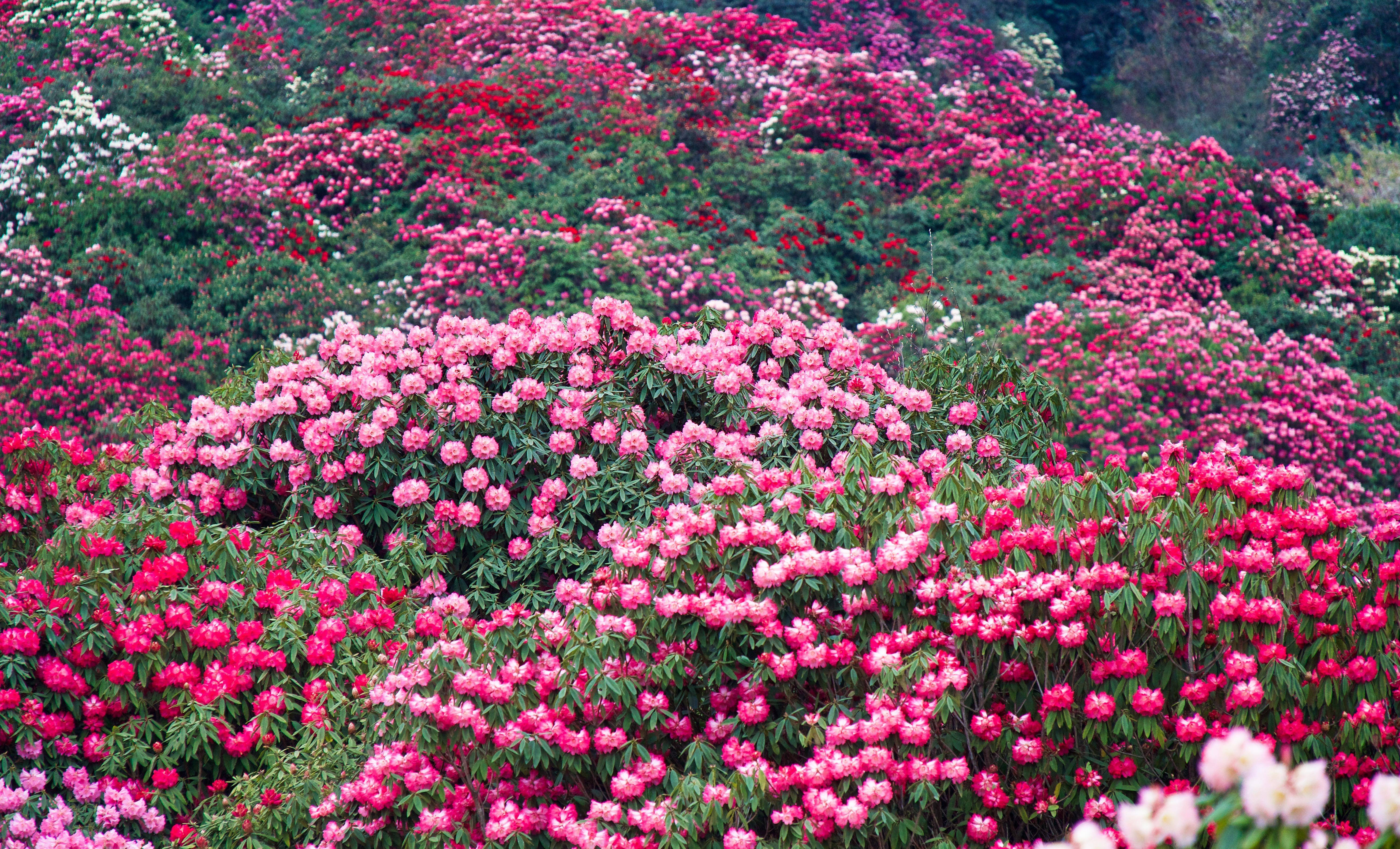 贵州毕节杜鹃花海图片