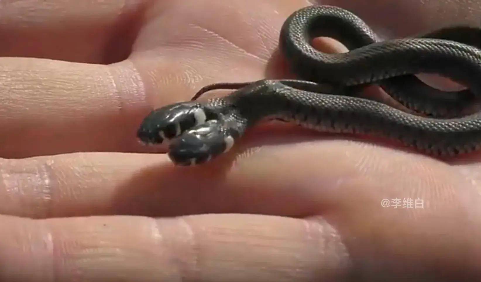 罕见双头蛇与两头蛇，两个头共用一个身体，存活率又如何呢？_搜狐网, image size:1644x962