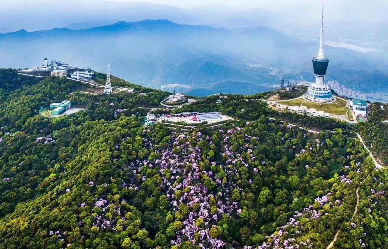 深圳"镇山之花",梧桐山十里杜鹃盛开_登山_品种_毛棉