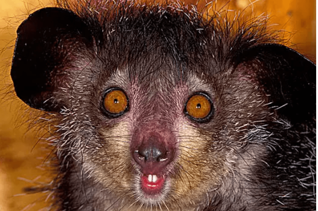 世界上唯一不具备犬齿的灵长类,终生生长,曾一度认为已灭绝_树皮_森林