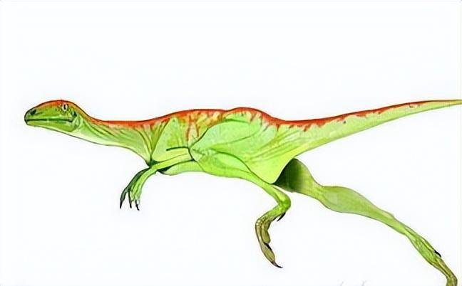 禽龙c,棱齿龙科---棱齿龙.棱齿龙d