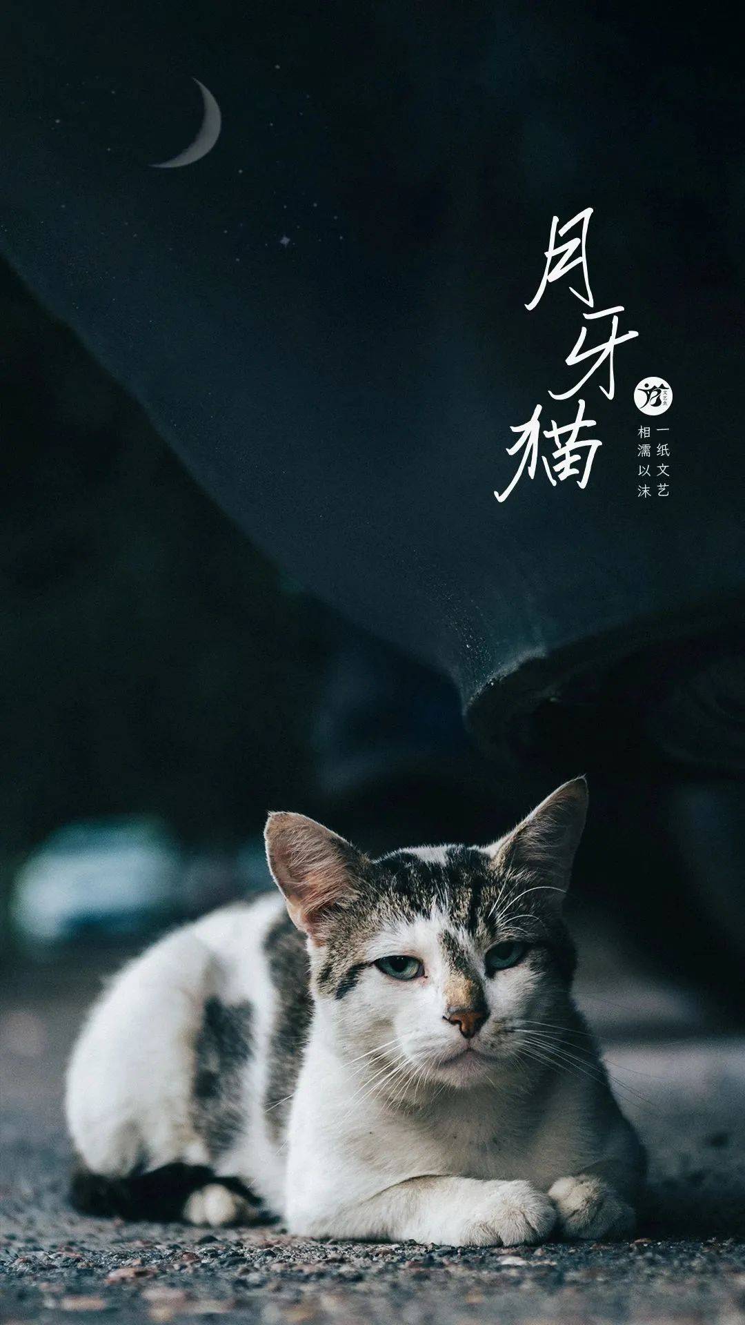 67月牙猫(经典温柔治愈美文)_月光_河岸_车流