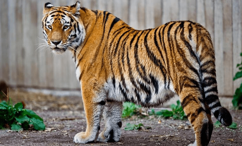 根据生物学家们的研究,老虎身体的诸多形态特征,几乎都是绝对猎手的