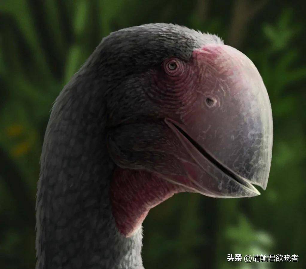 地球上存在过哪些不会飞的巨型鸟类?_加斯顿_澳洲_体型