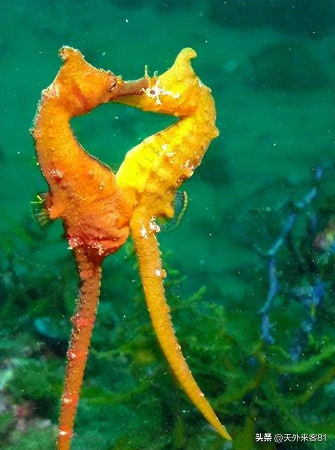 每日一动物:冠海马guān hǎi mǎ_繁殖_背鳍_游泳