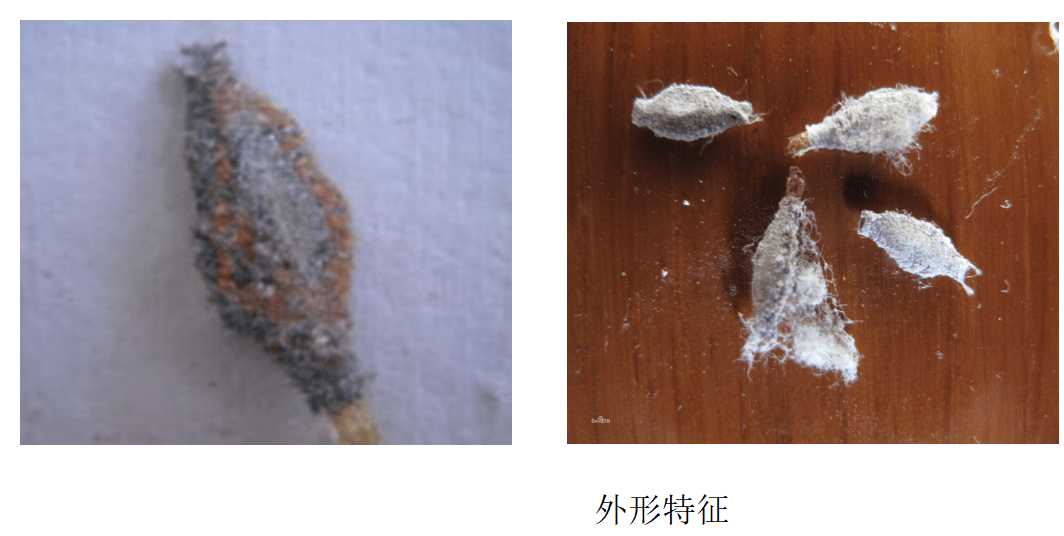 衣蛾的生活习性,危害与预防_幼虫_处理_衣服