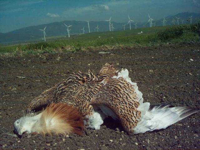 风电机绞杀1300只猛禽，成新**“食肉动物”，还要发展风电吗？(图2)