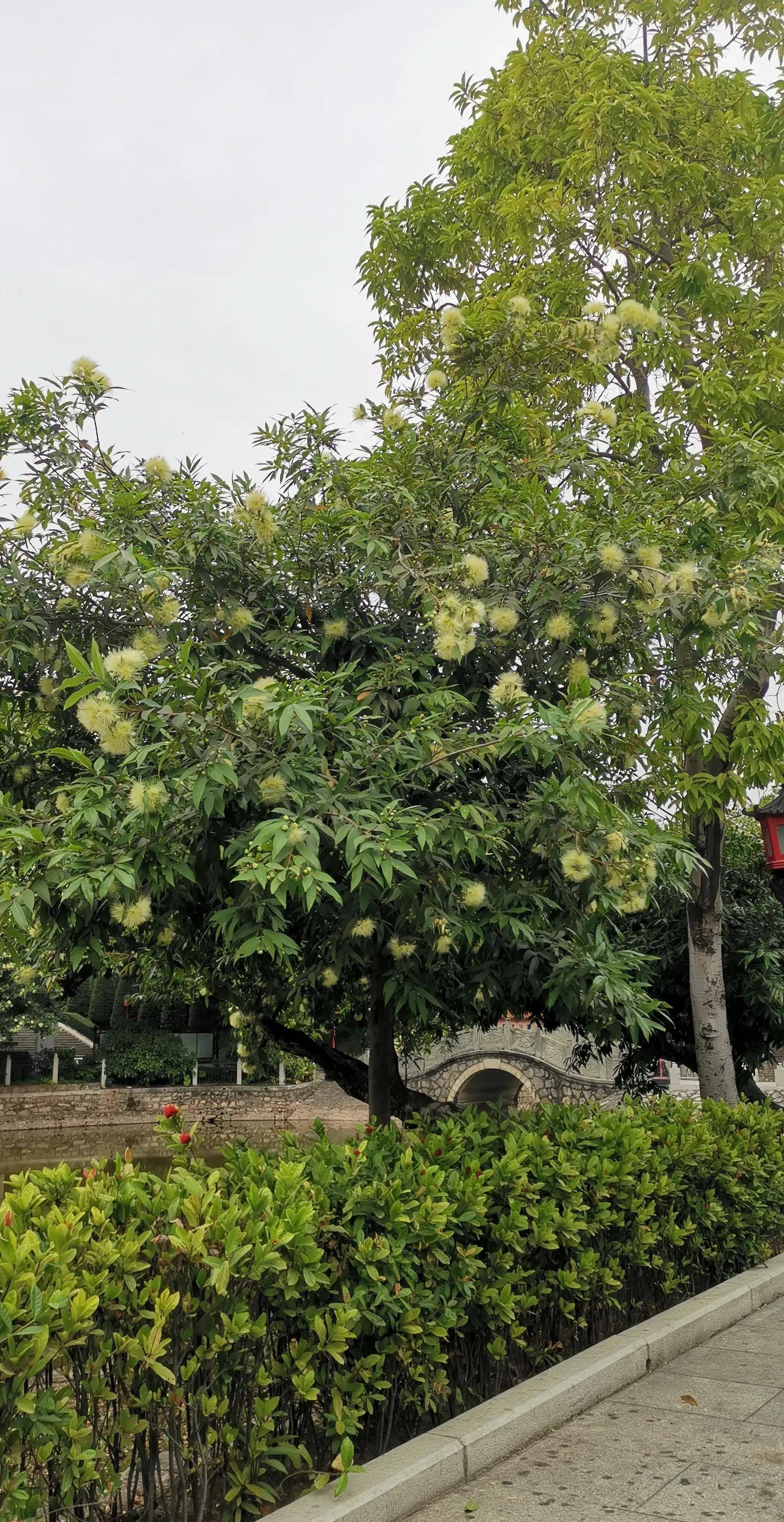 花花世界:洋蒲桃树上的花朵原来这么素雅