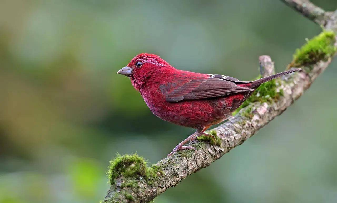 自然之美:酒红朱雀_羽毛_灌木丛_雌鸟