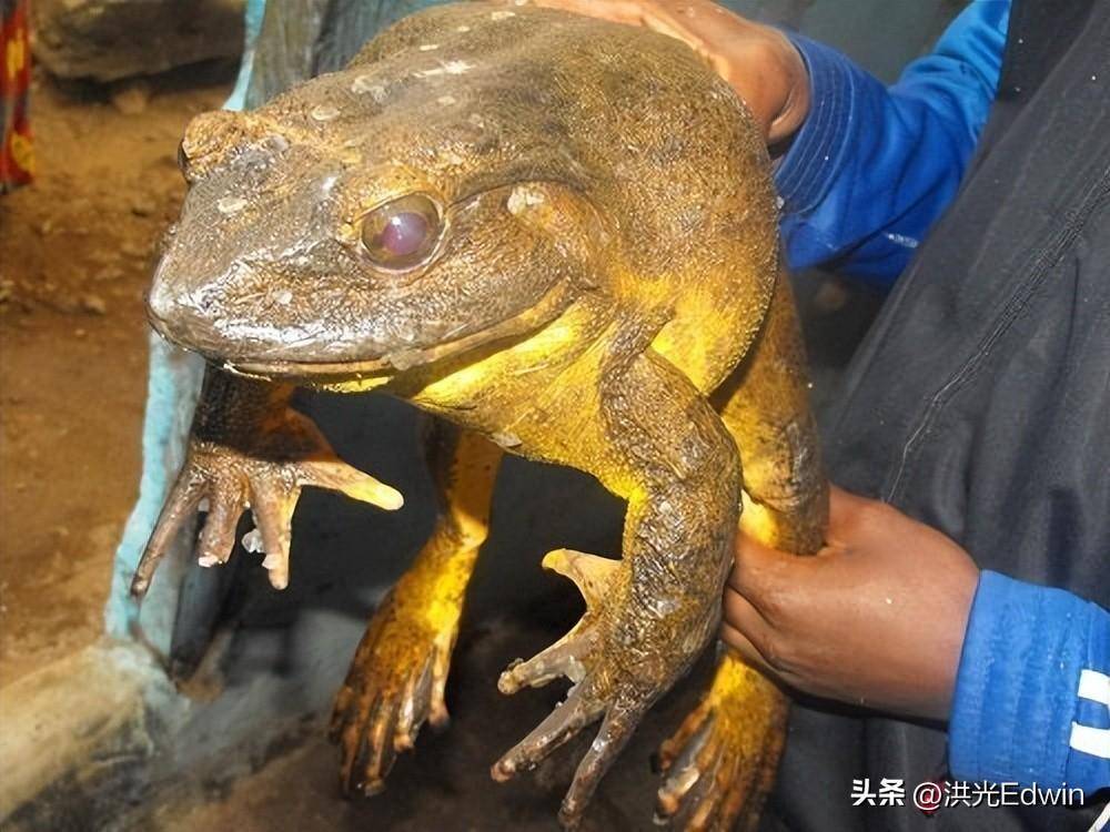 这种青蛙便被命名为歌利亚蛙(conraua goliath),也可以叫非洲巨蛙