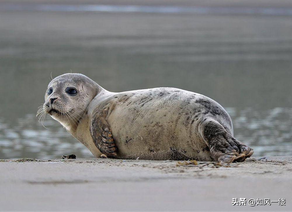 海豹肢症图片