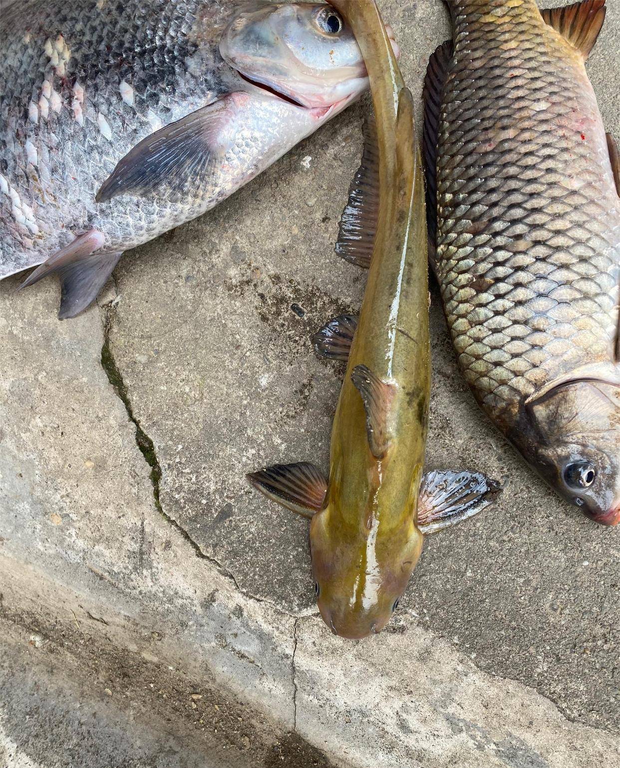 2斤黄辣丁",网友:120元卖给我_南昌_条鱼_养殖