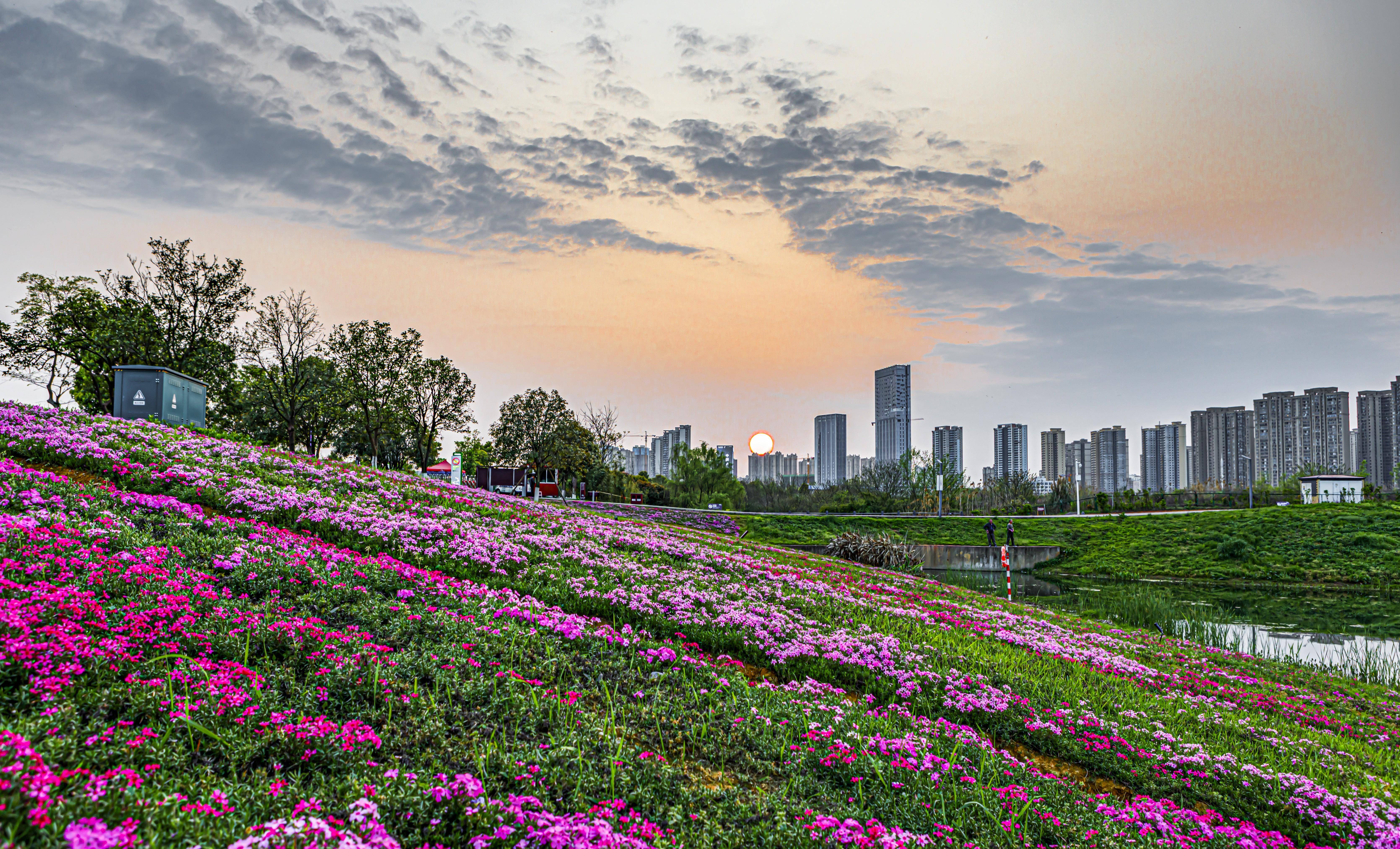 花海花开，景美人来，赏花踏春，尽情花海