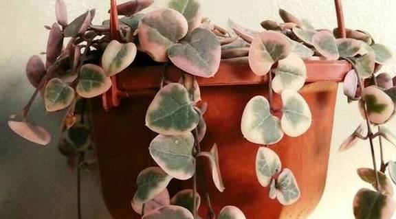 趁春季养盆心心相印,助长你的"爱之蔓"_环境_植物_枝条