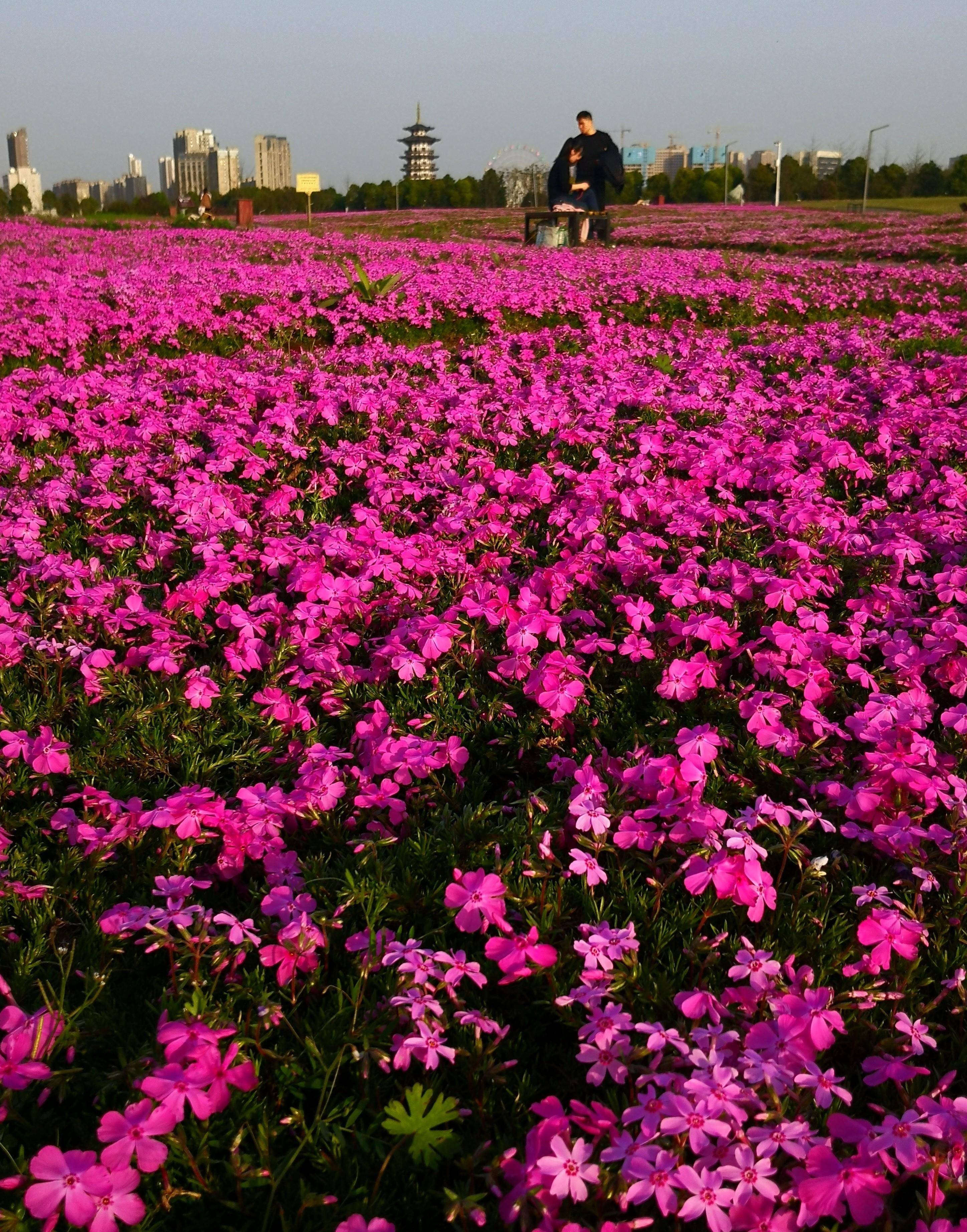 花海花开，景美人来，赏花踏春，尽情花海