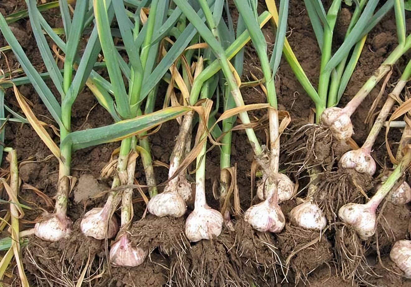 美味营养,预防感冒,常吃增强免疫力_大蒜_羊肉片_技巧