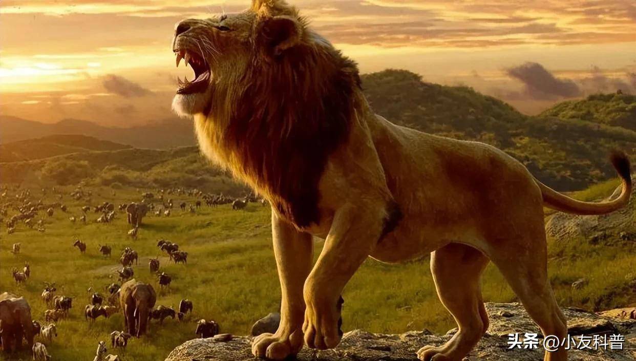百兽之王"狮子",狮群中如果诞生了雌性幼崽,会出现近亲繁殖吗_进行
