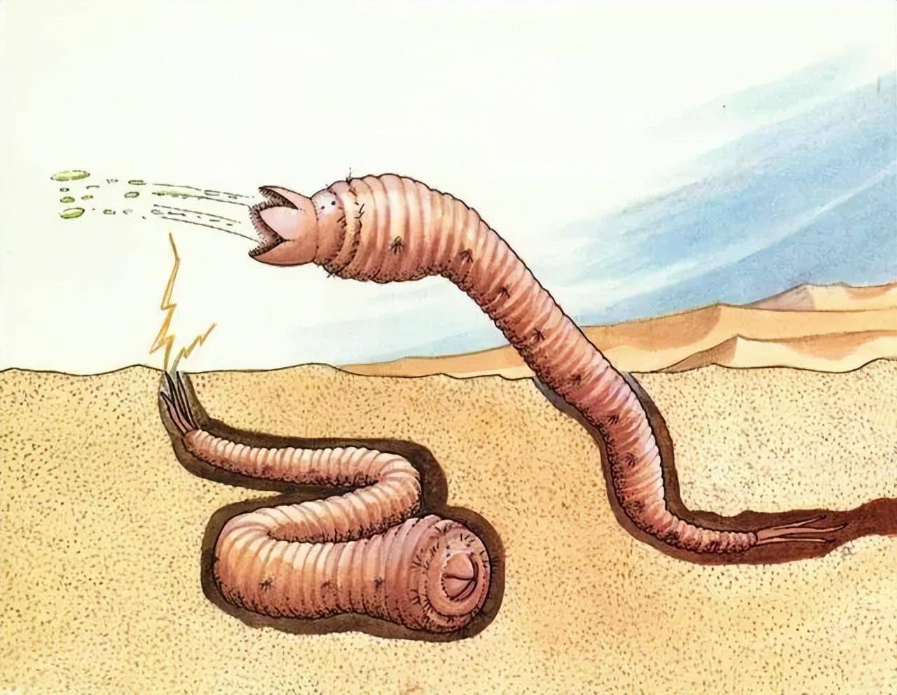 蒙古沙漠蠕虫图片