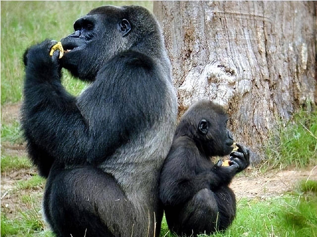 保护_森林_其他