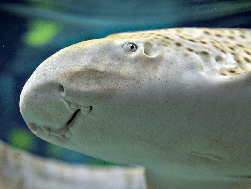 體長20釐米的沙漠棲息者不是魚,而是一種爬行動物_沙魚_蜥蜴_表皮