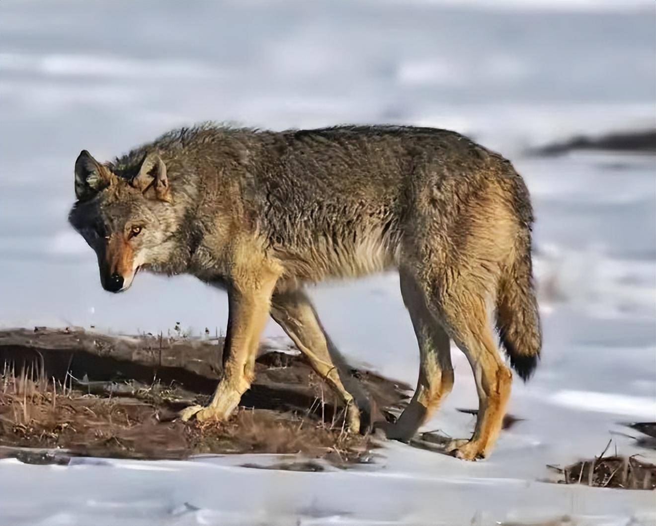 俄罗斯野狼泛滥成灾,甚至上演人狼大战 狼群会迁移我国吗