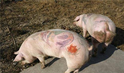 原创            他在猪身上纹身,被香奈儿买走后做成了2个限量版包包