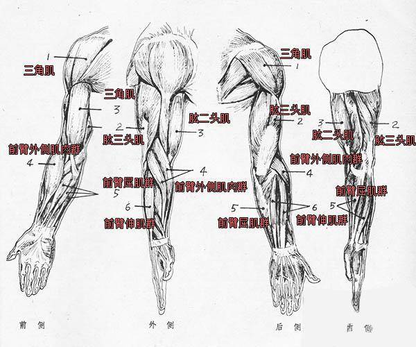 通过人体上肢肌肉解剖模型学习健身小知识