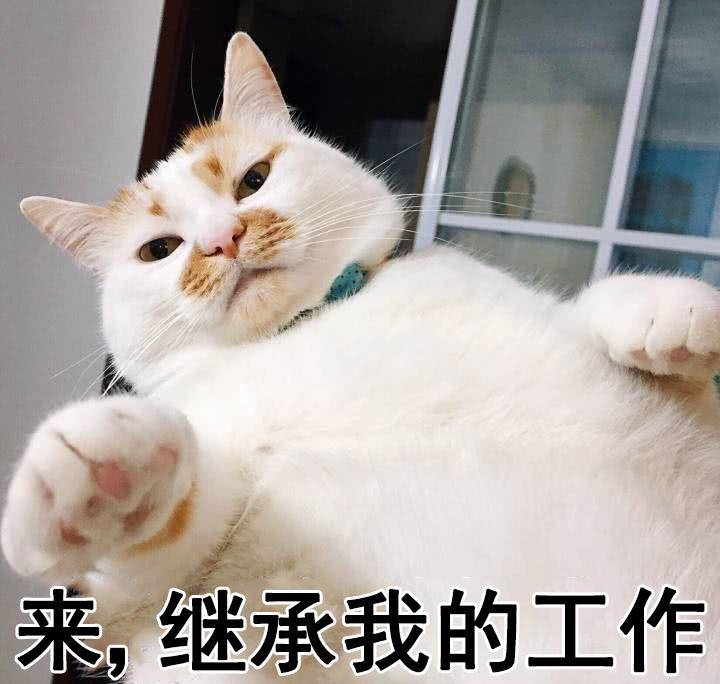 我的猫抢了我的工做！老板永久不晓得，在对面打发他的是人是猫？