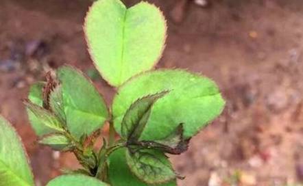 月季花根（月季花根的样子） 第3张