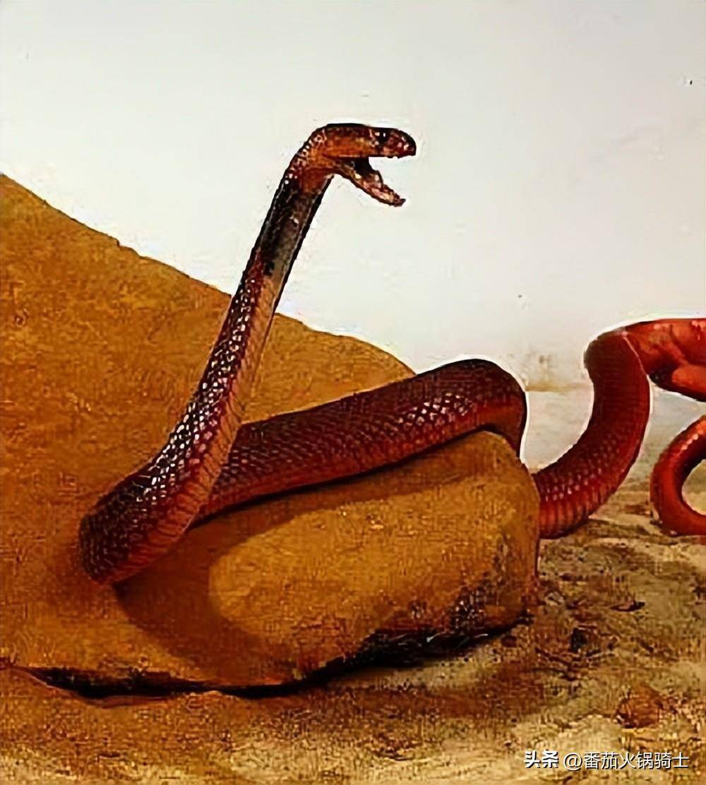 毒蛇中的颜值担当,红喷毒眼镜蛇为什么是红色的?