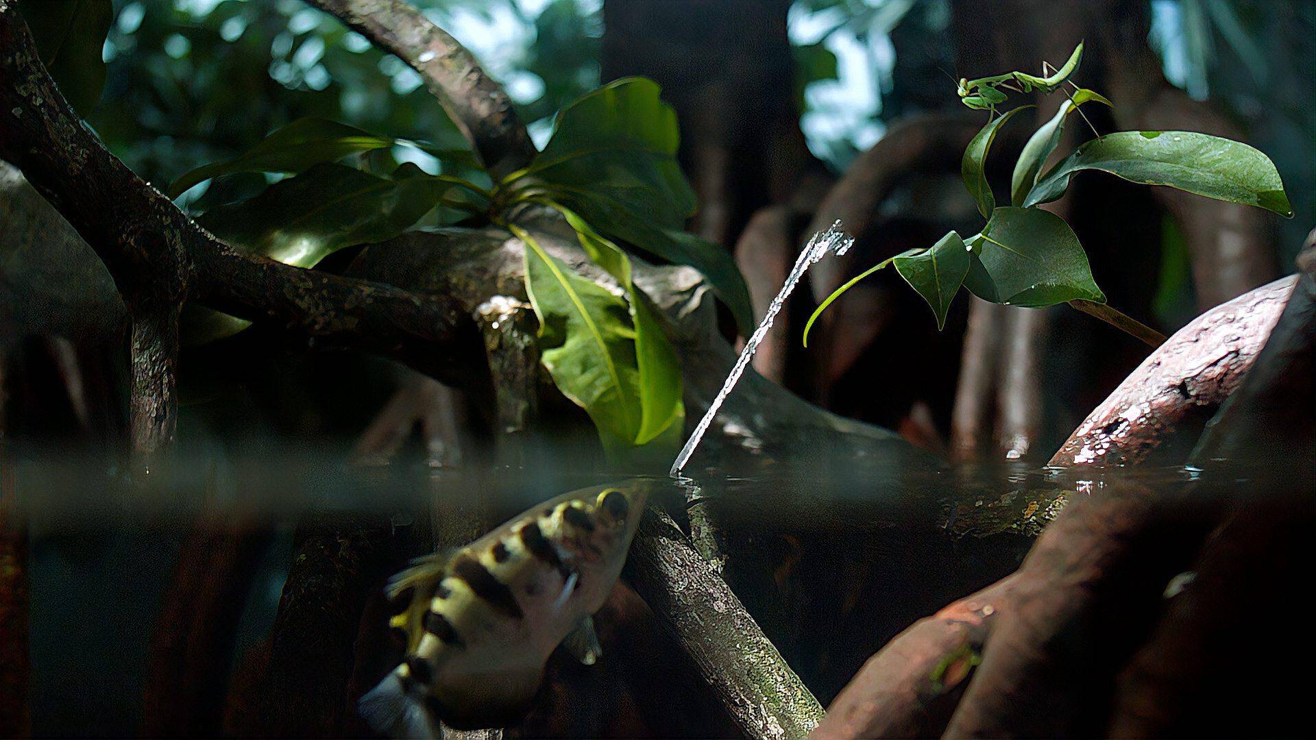 捕鱼蜘蛛,百发百中的射水鱼,自然界中有多少非凡猎手_动物_生活_水面