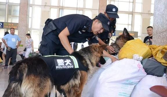 當普通狗看到警犬時,會覺得是警察來了嗎?_狗狗_訓練_都會