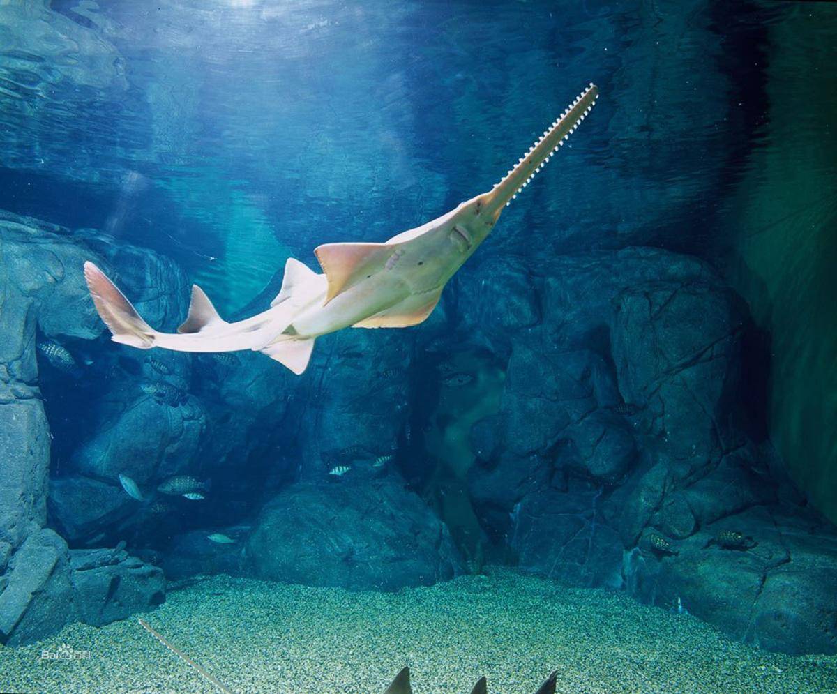 锯鳐:头顶长"法器"的电锯刺客,体长达七米,浑身是宝险些灭绝_动物