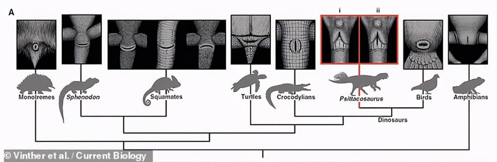 科学家重建了恐龙的***，穿越千万年，终于掀开了恐龙的遮羞布(图8)