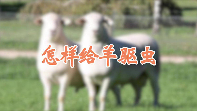 给羊驱虫的流程是什么？给羊驱虫的正确方法，一定要这样做