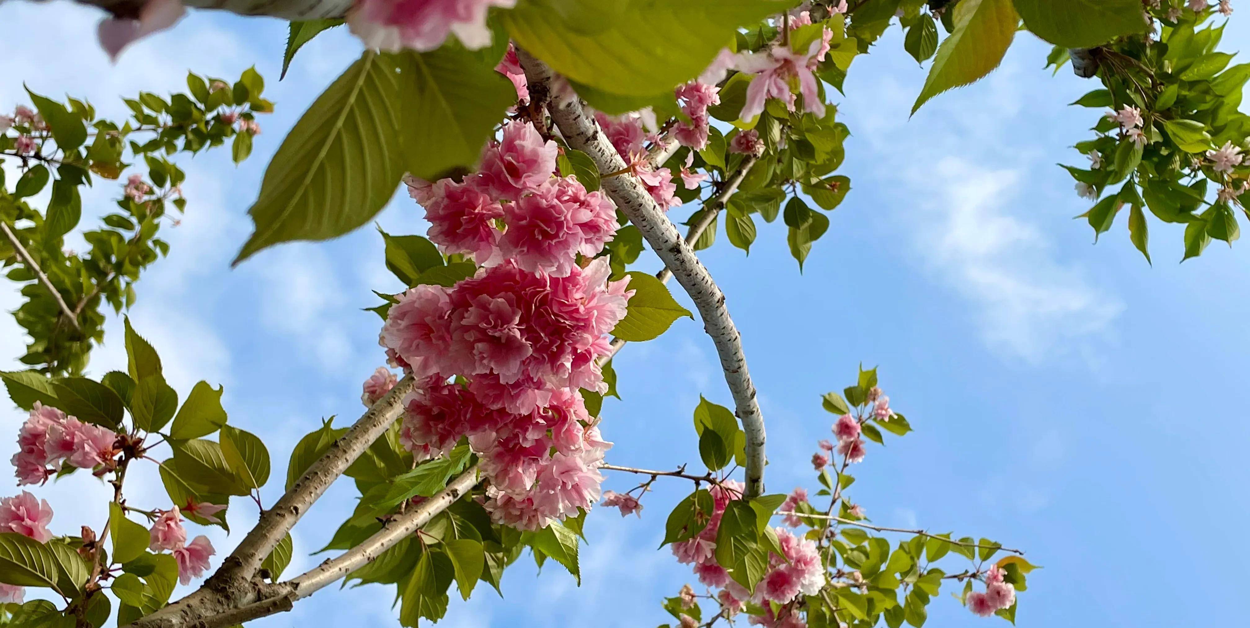 北京东:家门口就能看樱花的潮白河樱花公园,看樱花露营坐火车_走廊
