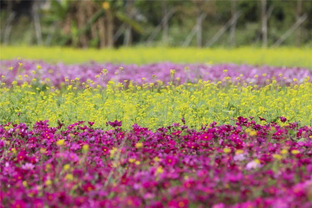 东莞春日"镇花"大盘点,邂逅身边的浪漫!_花海_油菜花_公园