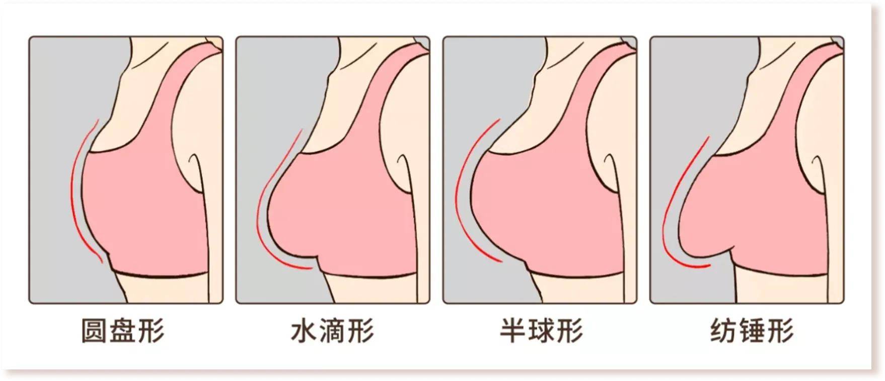 水滴型的胸长什么样 胸部的几种形状