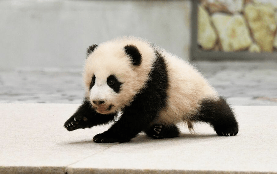 廣州學日語news丨日本上野動物園香香回國啦~_中國_繁殖_四川省