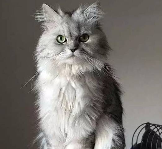 金吉拉猫体型大吗_眼睛_银白色_颜色