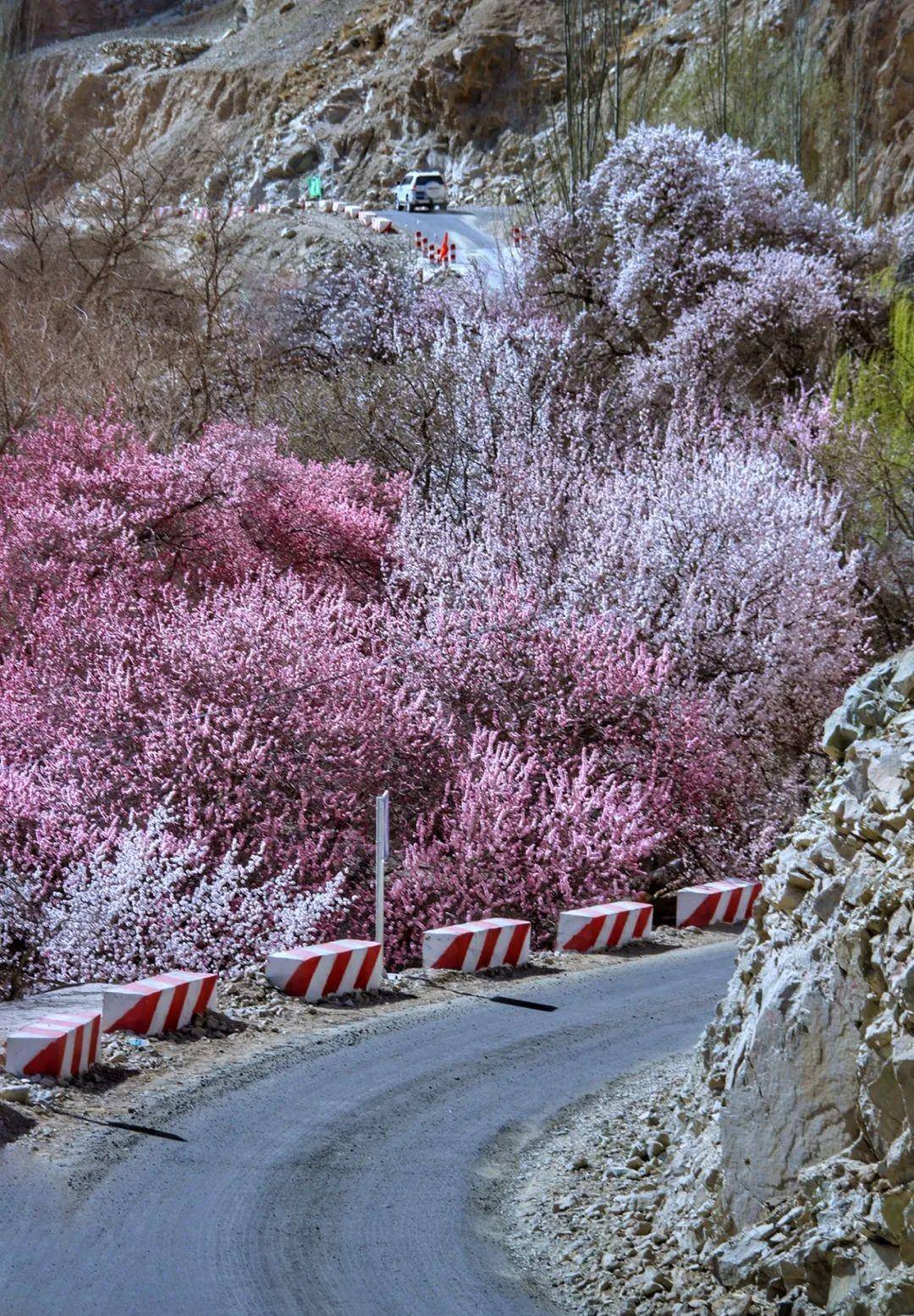 塔什库尔干 杏花图片