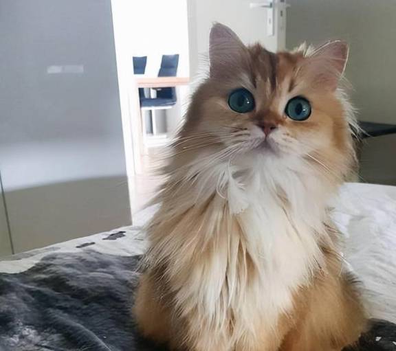 金吉拉猫体型大吗_眼睛_银白色_颜色